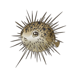 Porcupinefish