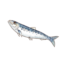 Sardine
